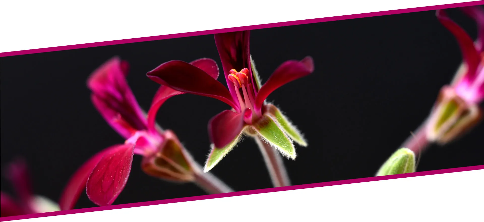 EKSTRAKT PELARGONIJUMA Sm EKSTRAKT PELARGONIJUMA Sm