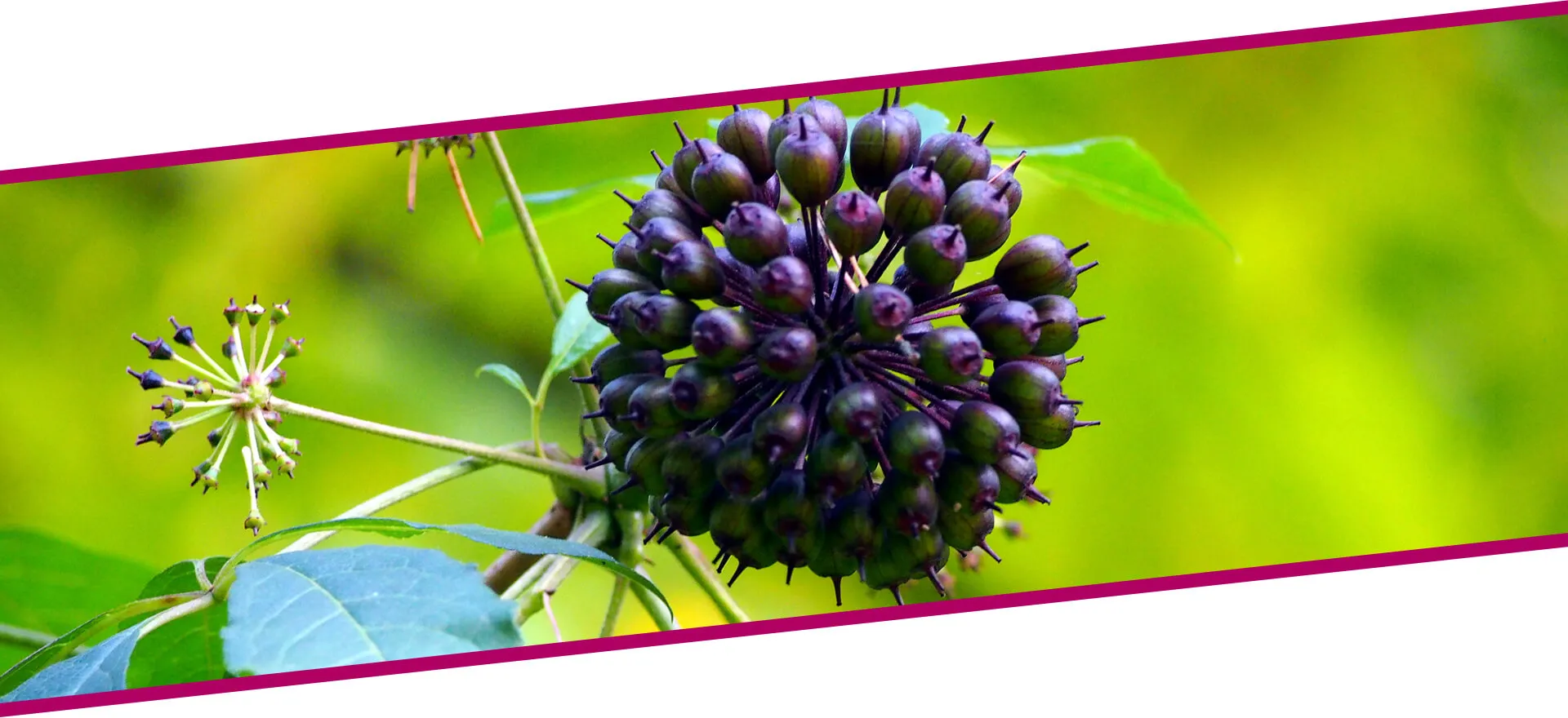 Eleutherococcus Extract